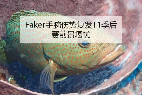 Faker手腕伤势复发T1季后赛前景堪忧